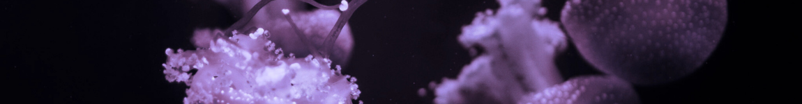 Evelina Composer Sound Designer